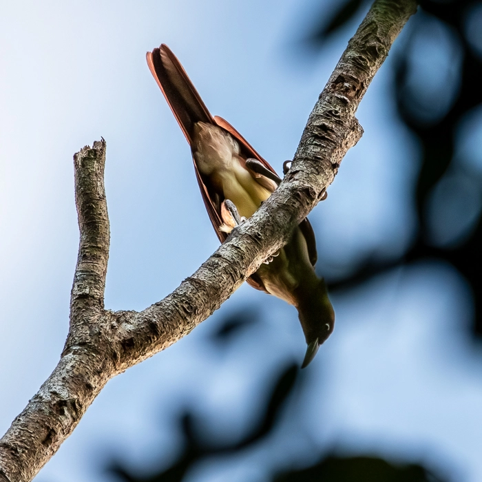 RajaAmpat-4_thumb.webp