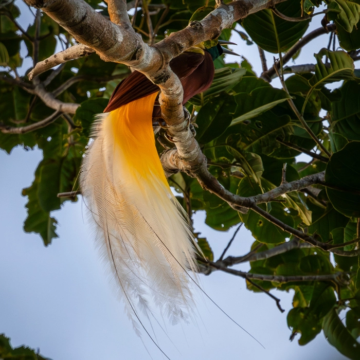 RajaAmpat-5_thumb.webp